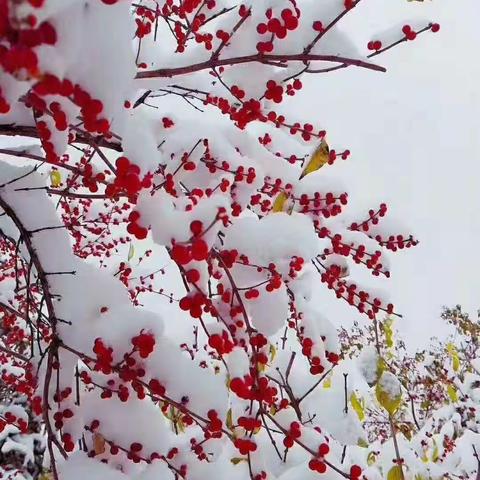 瑞雪兆丰年