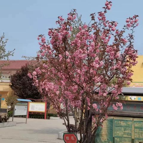 玄武镇中心小学的美篇