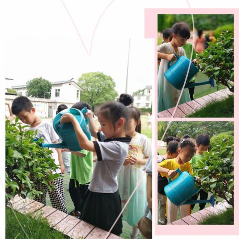 领养一棵小树，我与小树共成长——文艺小学一(3)班绿植认养活动