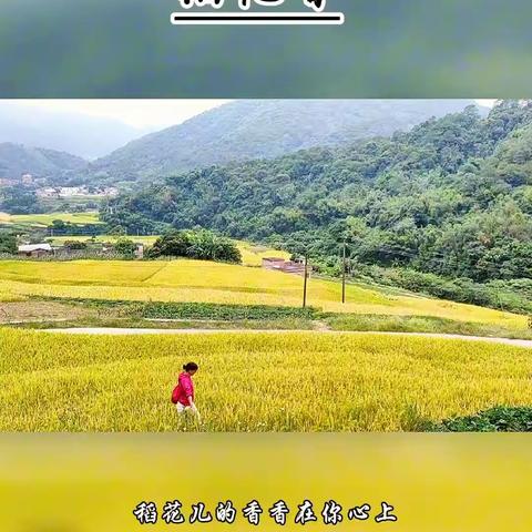 又是一年稻谷黄