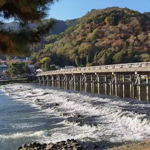 2023-11-19 京都岚山 东都禅院 东福寺                             2023-11-20 大板城