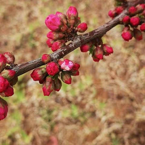 贝诺•雅图幼儿园妮妮班春季小游