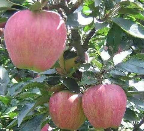 来太行山万里红樱桃园摘苹果🍎啦！！！