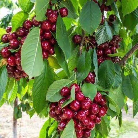 太行樱桃万里红，唇齿留香心放松