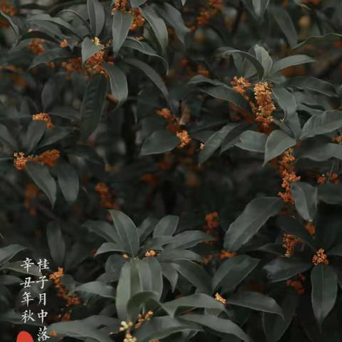 深秋 - 叶落戴山   |  是童话   是浪漫