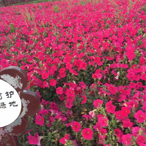 我好看，还是花好看！！！