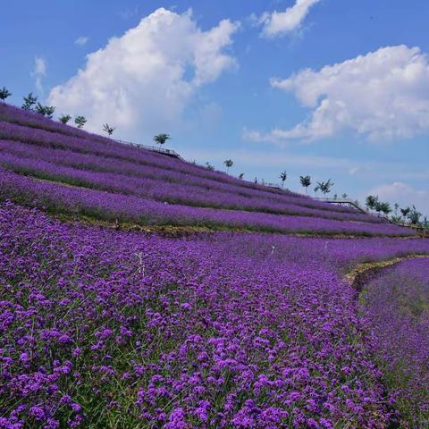 南天丽景花海