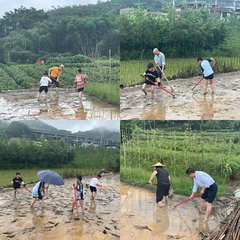 体验田园生活 感受农耕文化                             ——奎洋中心小学“水稻种植与管理系列活动”