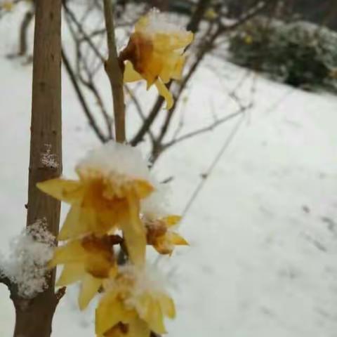 腊梅花开