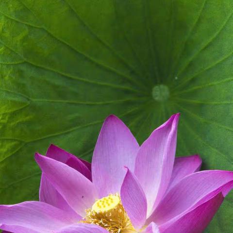 六月荷花美