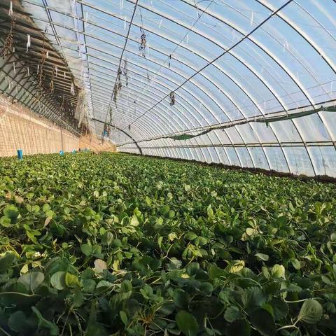 Pick  strawberries🍓