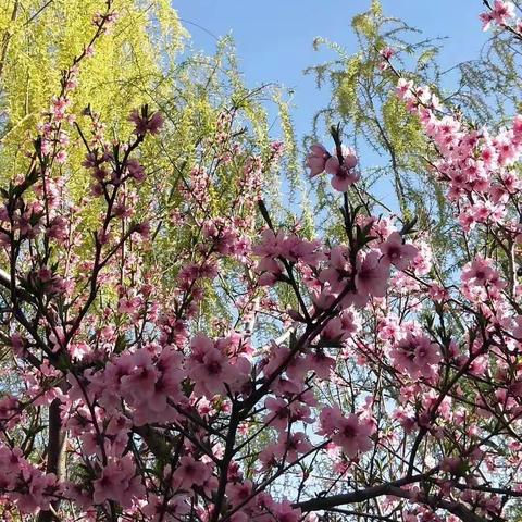 停课不停学，我们在行动一一示范区姬石镇双语学校线上学习活动纪实(五)