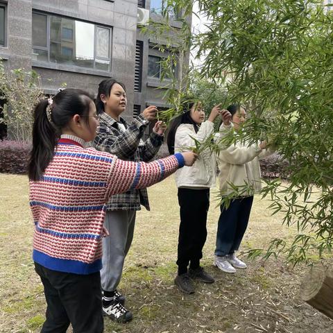 闻道有先后 “树叶”有专攻                     ———六（1）“树叶中的比”数学跨学科项目化学