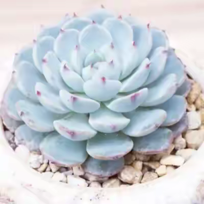 上一期心理测试的答案出来啦！