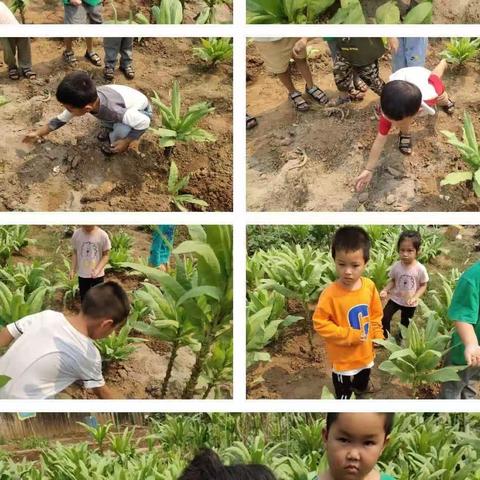 勐醒大拇指幼儿园  大一班  “人间四月，谷雨春风”