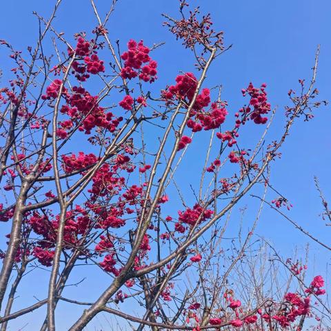 百花争春正芬菲