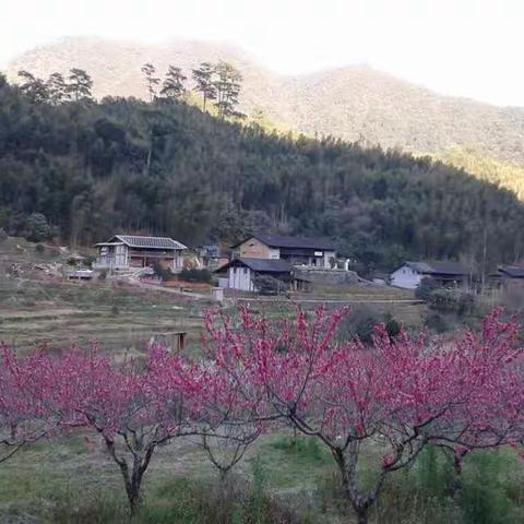 三月桃花始盛开（三八节溪源踏青赏花）