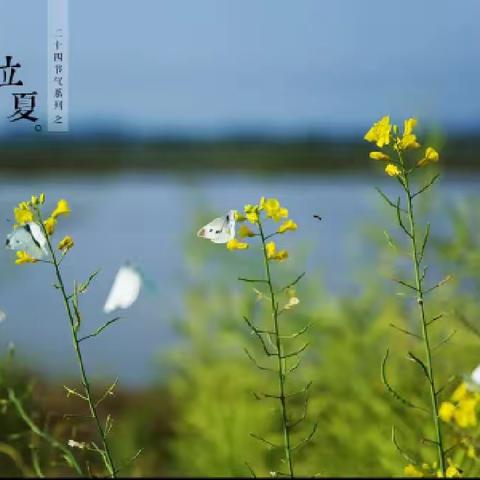 “立夏至，万物长”二十四节气立夏——和平幼儿园宣