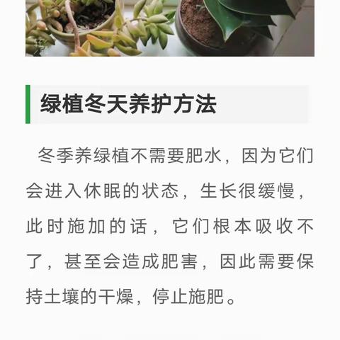 冬日植物的养护