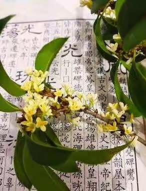 桂花树下好读书