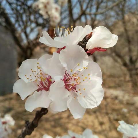 春花 夏实