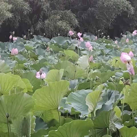 傍晚出行，偶遇美景