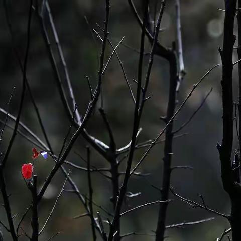 拨开云雾见天日，守得云开见月明！                                        小学三一班开学周学习生活掠影！