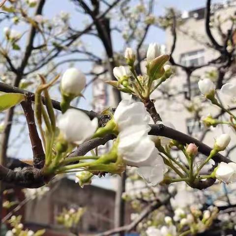 花开疫散忆云端，整装待发启航程！东方小学三一班一周学习生活掠影！