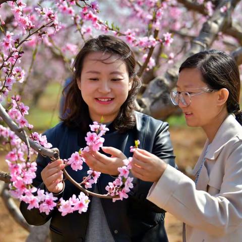 春天踏青去哪玩？会宁桃花花正艳，赏花何须下江南