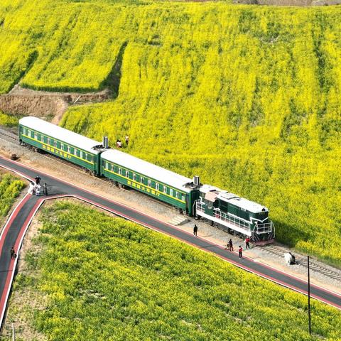 现场实拍 || 上万亩油菜花迎春怒放，金沙河红薯岭美如画卷