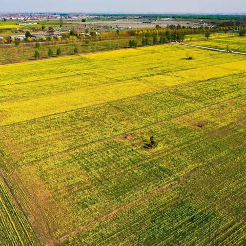 颜值爆表！信都区李村镇万亩油菜花海惊艳绽放，绘就乡村振兴美丽画卷