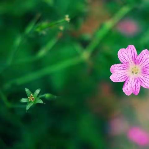 仲秋佳节话