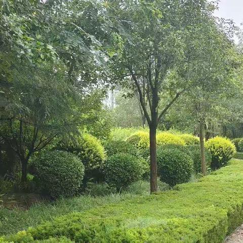 简单生活，简单过~随笔🍀🍀🍀
