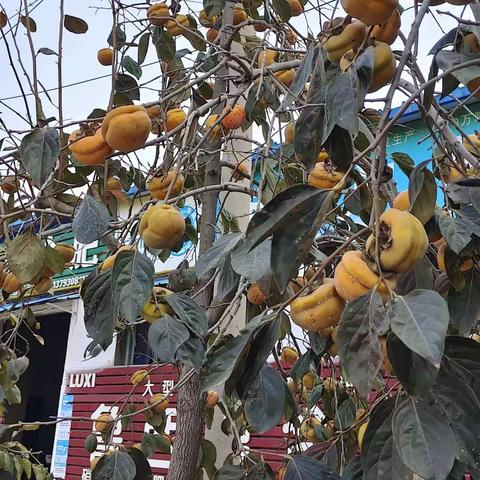又是一年柿子红