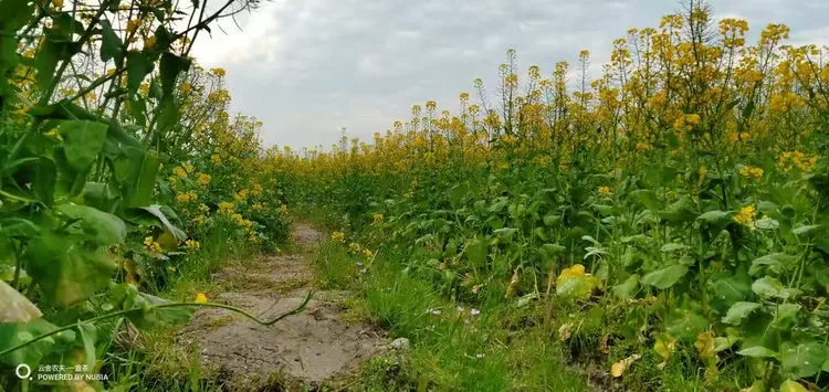 红叶石楠小苗 价格