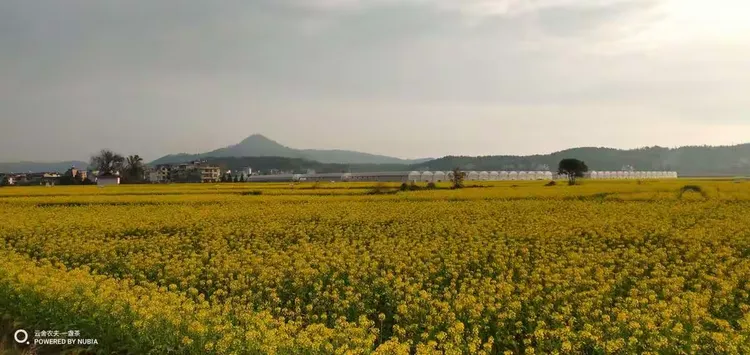 红叶石楠苗的价格