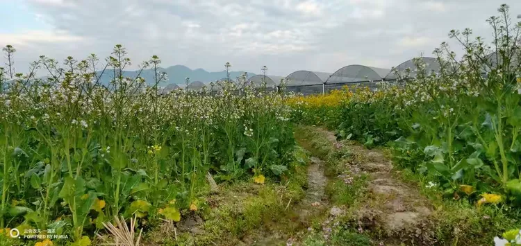 哪里的罗汉松苗最正宗好养