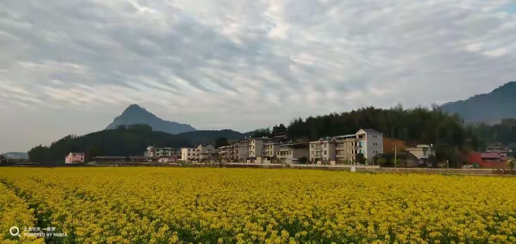红叶石楠小苗那里批发