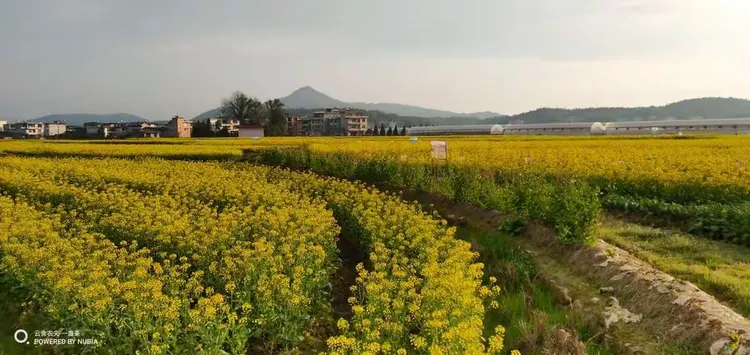 红豆杉苗木认定标准图片