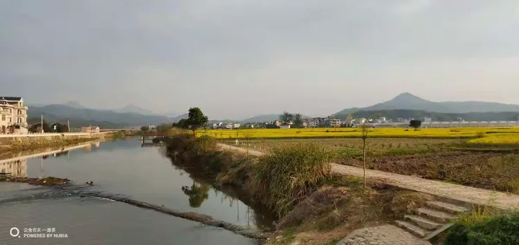 红叶石楠床苗最新价格行情