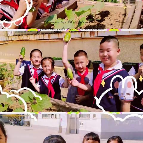 饶二小学“农植园”小记