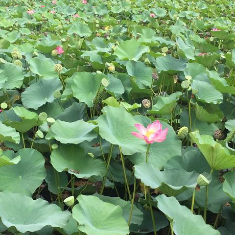 寒梅的美篇2018年8月23日辽河公园