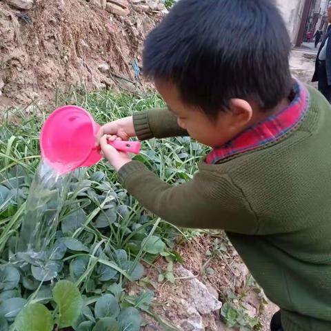 一菜一世界，劳动助成长——记一（6）班德育教育蔬菜宝宝，我想对你说……