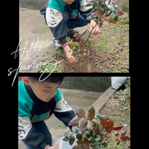 争做护绿小先锋——召陵区实验中学二一班植树节活动