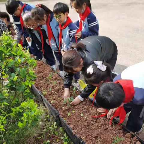 三6班蔬菜基地劳动美篇