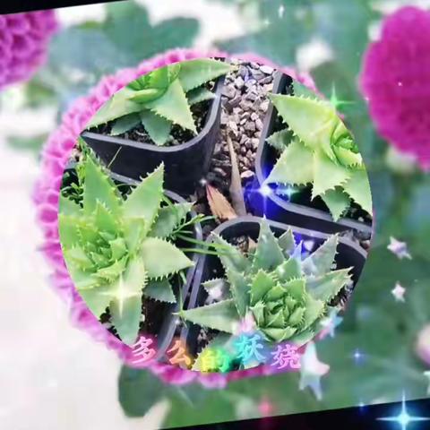 二年级七班徐康宸的美篇