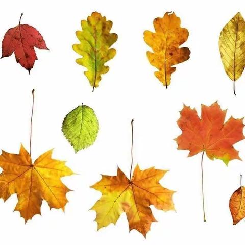 宇翔幼儿园学前一班主题课（秋天的画）