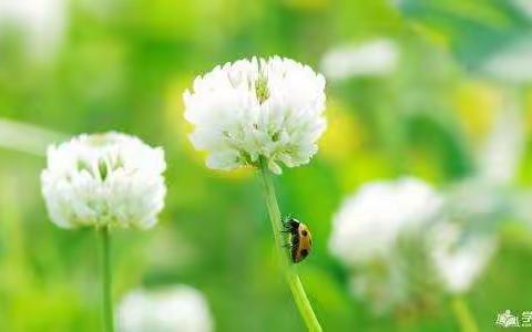 育英学校校刊《育英文苑》第四十八期五年级三班专刊