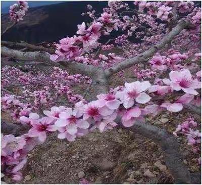 情系四月，相聚桃花岛