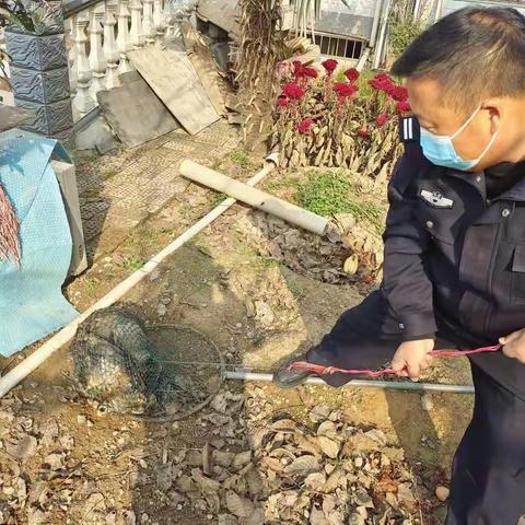 【我为群众办实事】新丰派出所对辖区流浪犬进行捕捉